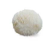 Плід їжовика сушений