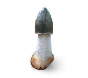 Гриб веселка купити в інтернет-магазині Megagrib