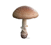 Пантерний мухомор замовити в Megagrib