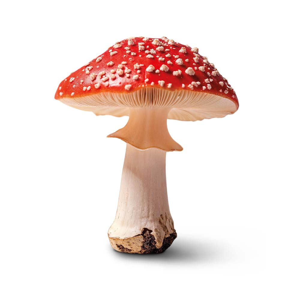 Червоний мухомор