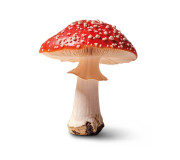 Червоний мухомор замовити у виробника Megagrib