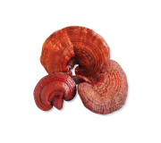 Гриби рейші замовити у виробника Megagrib