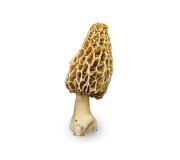 Зморшок карпатський замовити у виробника Megagrib