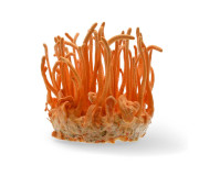 Кордицепс замовити в Megagrib