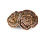 Траметес замовити у надійного виробника Megagrib