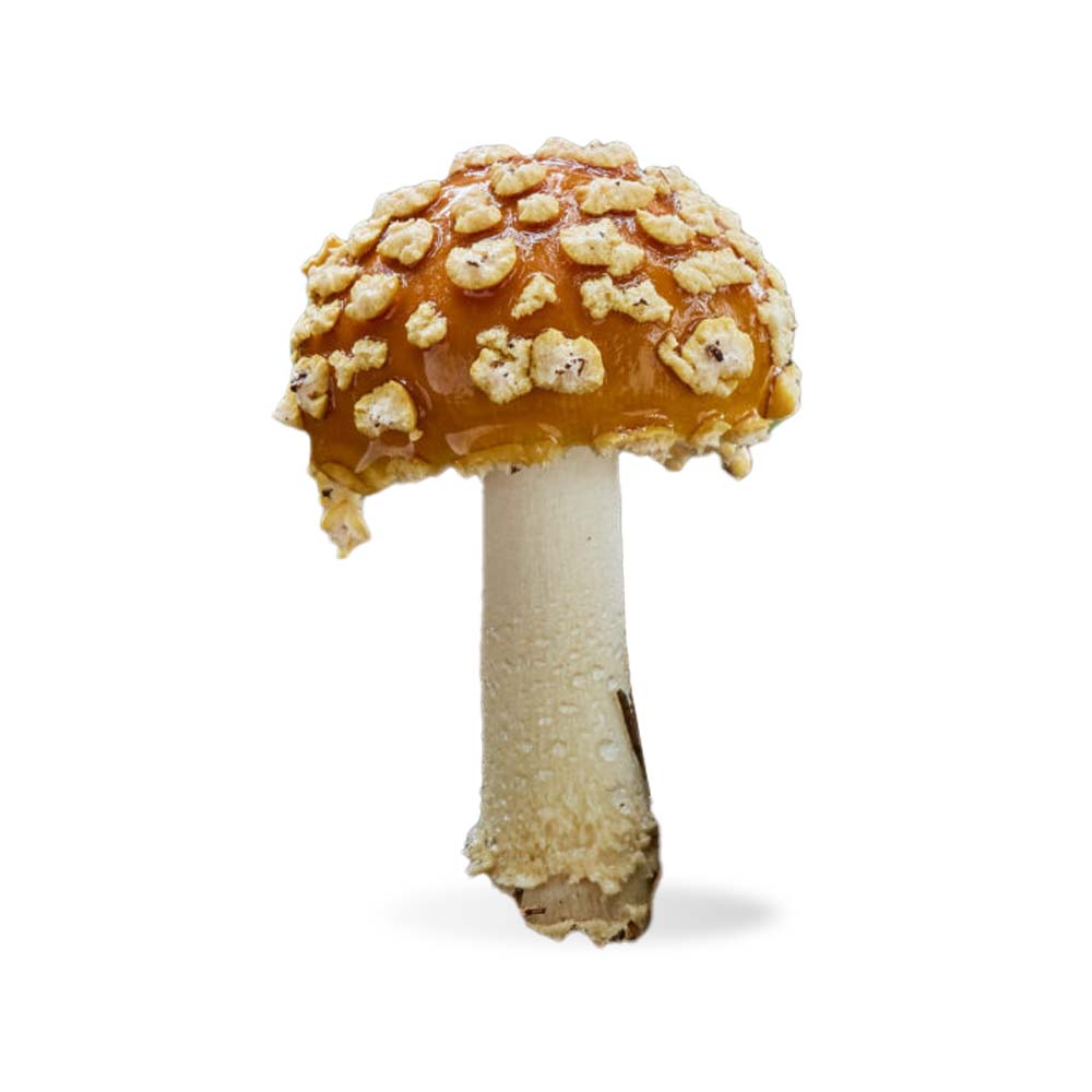 Королівський мухомор