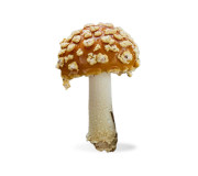 Королівський мухомор замовити в Megagrib