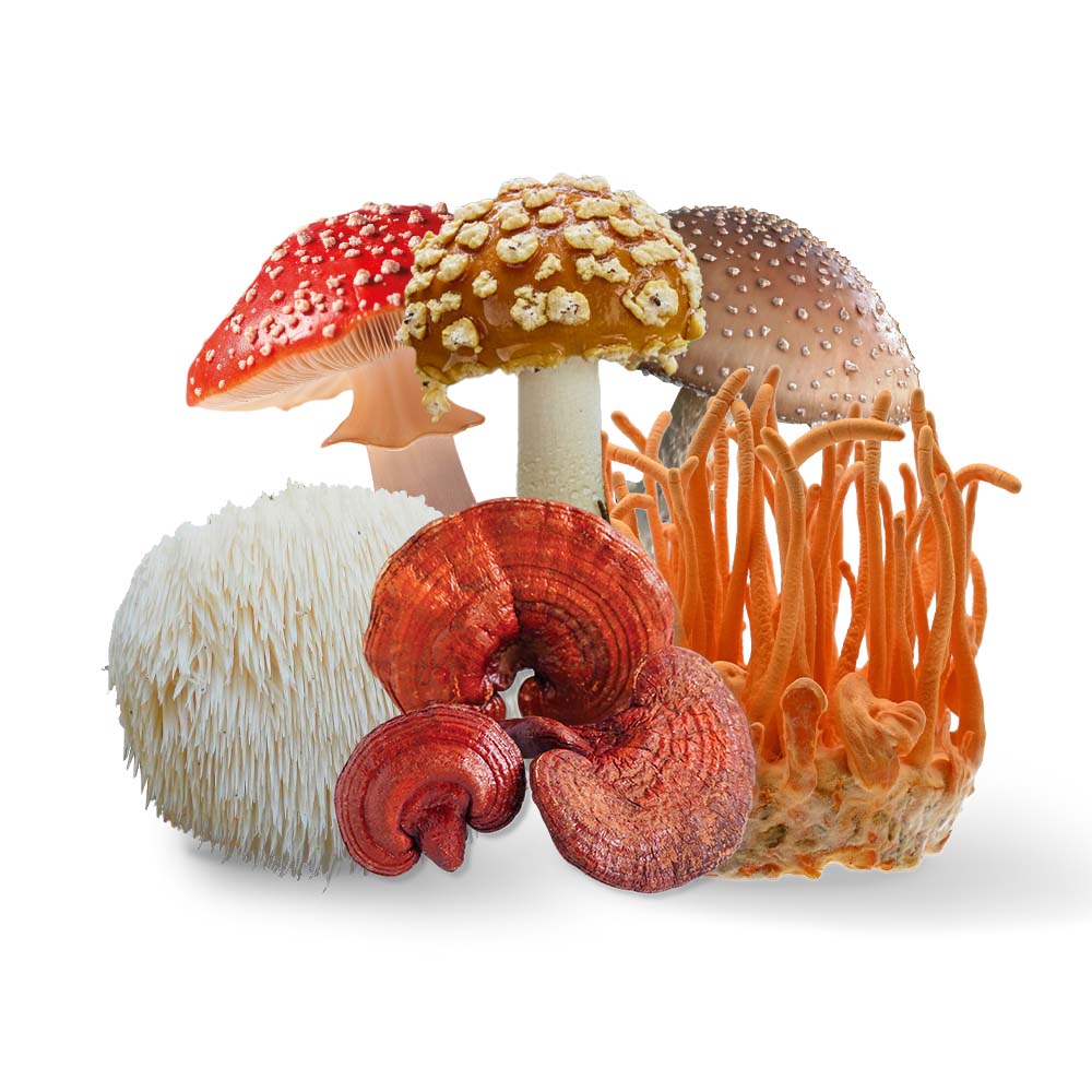 Мухомор Мікродозинг