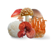 Мікродозинг мухомора